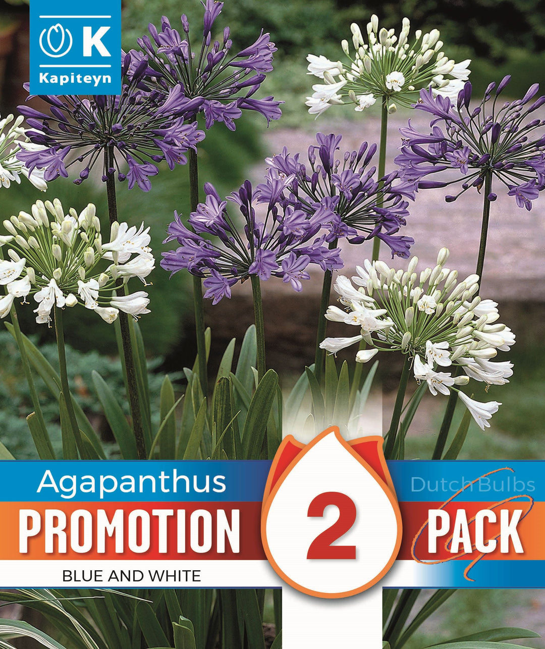 PROMO AGAPANTHUS WHITE & BLUE x 2