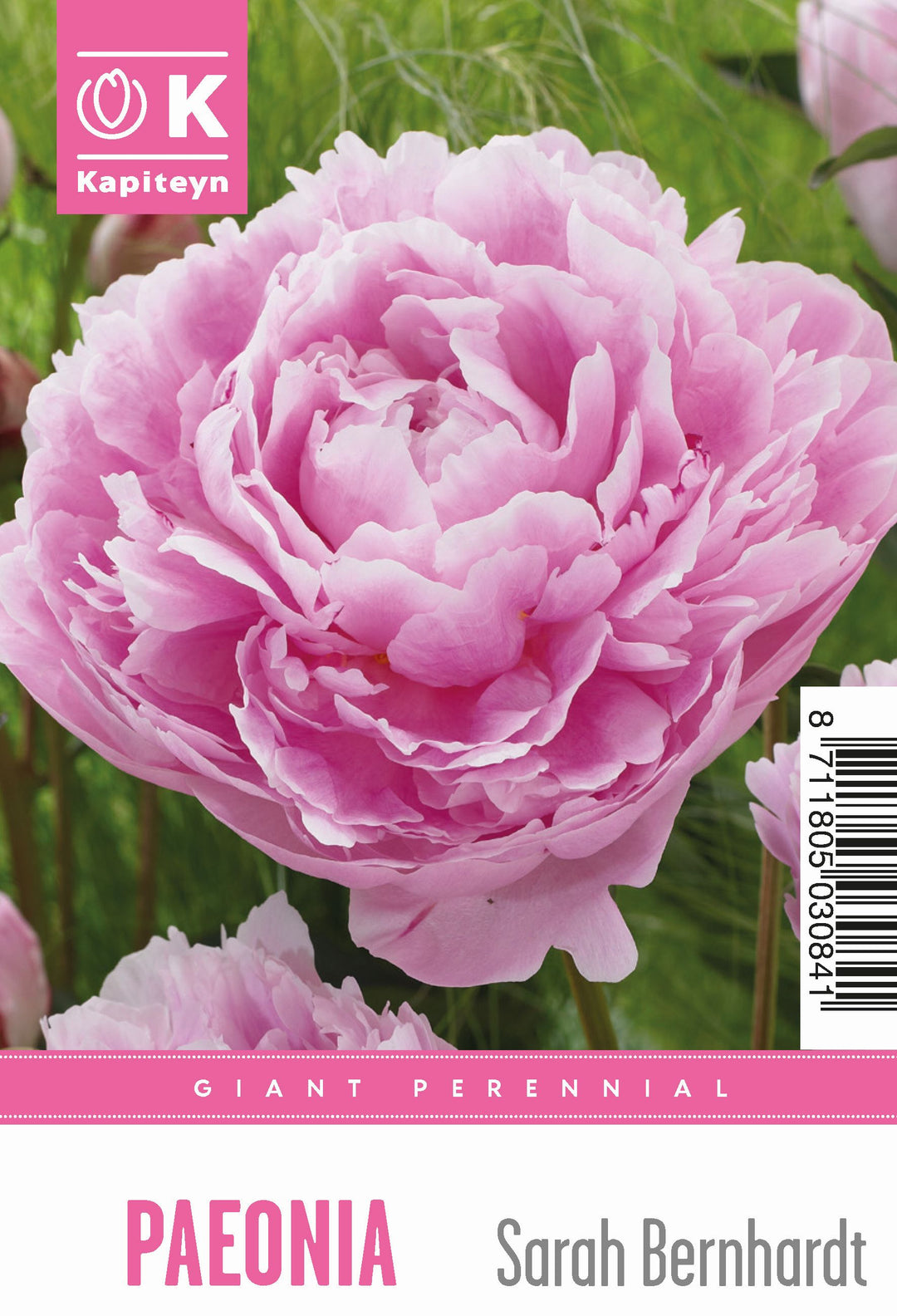 PAEONIA LACTIFLORA SARAH BERNHARDT