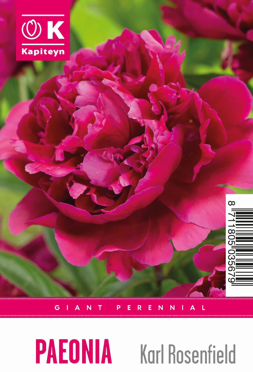 Tray Giant Paeonia Karl Rosenfield - Bulbs - Windyridge Garden Centre