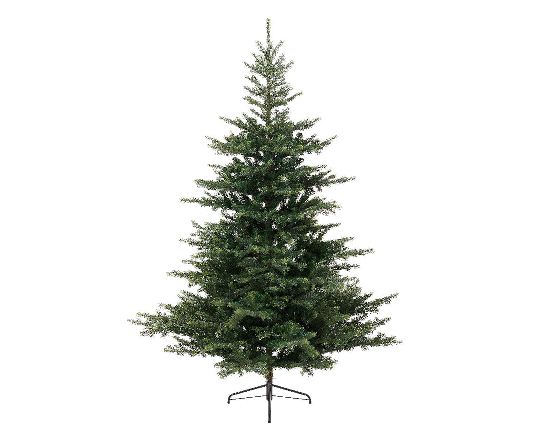 Grandis fir 5ft 150cm