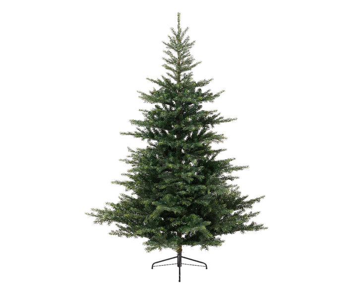 Grandis fir 5ft 150cm