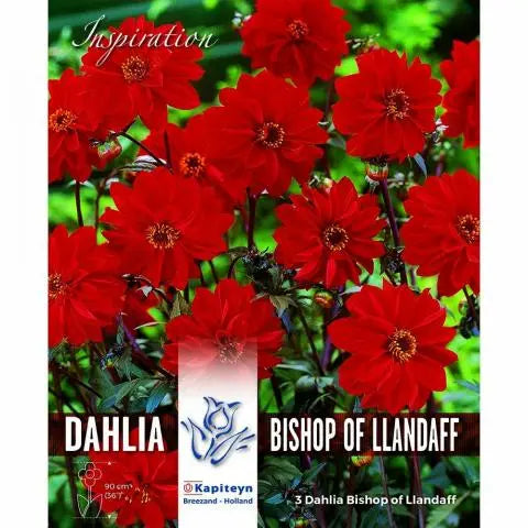 DAHLIA BISHOP OF LLANDAFF 3