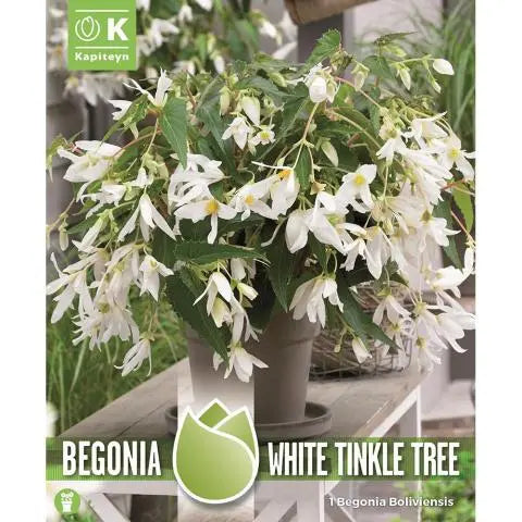 BEGONIA BOLIVIENSIS WHITE TINKLE TREE  1