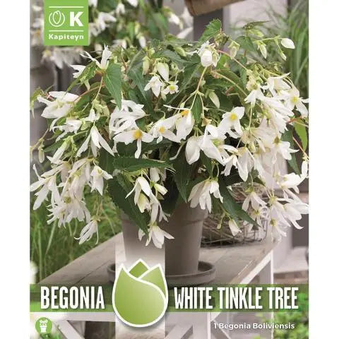 BEGONIA BOLIVIENSIS WHITE TINKLE TREE x 1