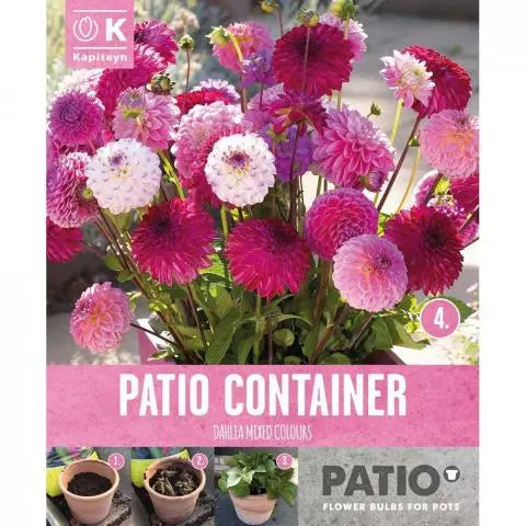 PATIO CONTAINER DAHLIA SORBET SHADES 3