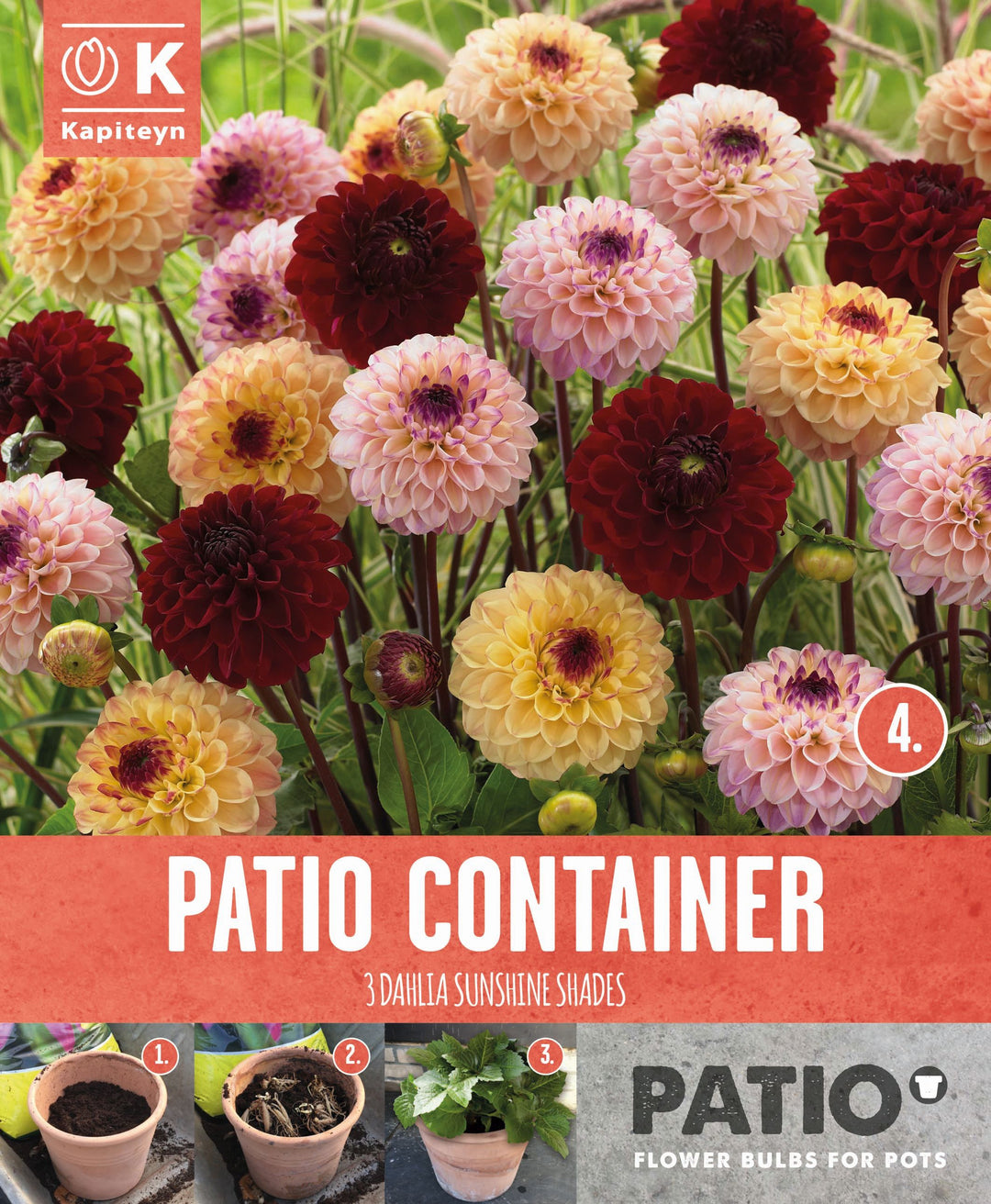 PATIO CONTAINER DAHLIA SUNSHINE SHADES x 3