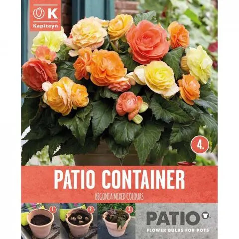 PATIO CONTAINER BEGONIA SUNSHINE SHADES 5