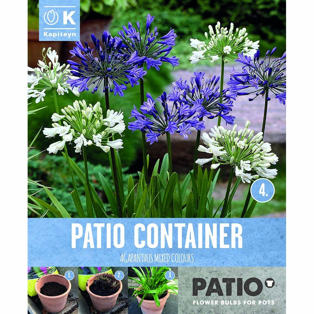 PATIO CONTAINER AGAPANTHUS OUT OF AFRICA 3