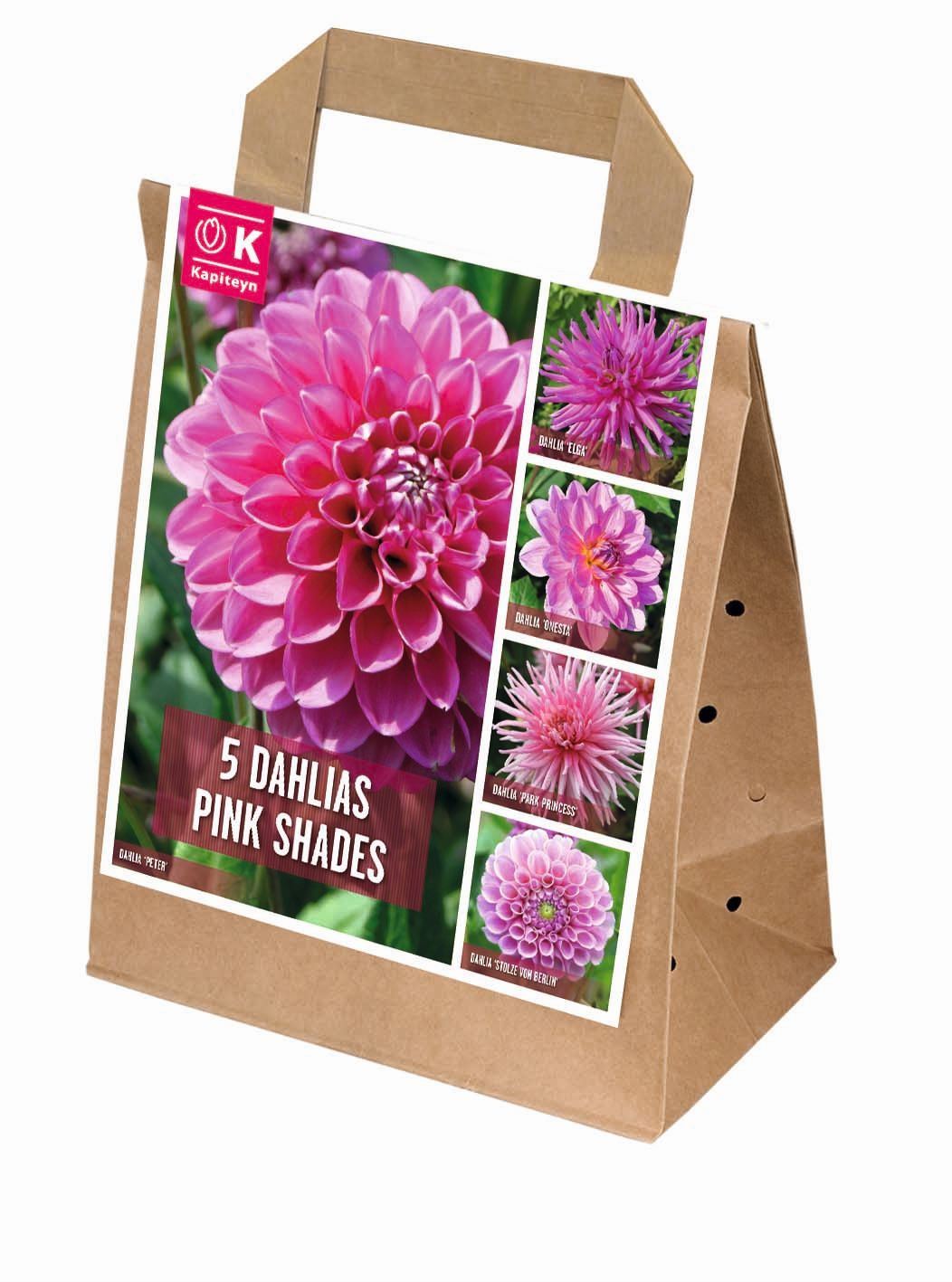 100 DAYS DAHLIA BLOOMS SHADES OF PINK x 5