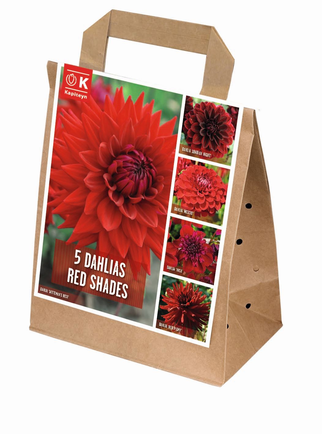 100 DAYS DAHLIA BLOOMS SHADES OF RED x 5