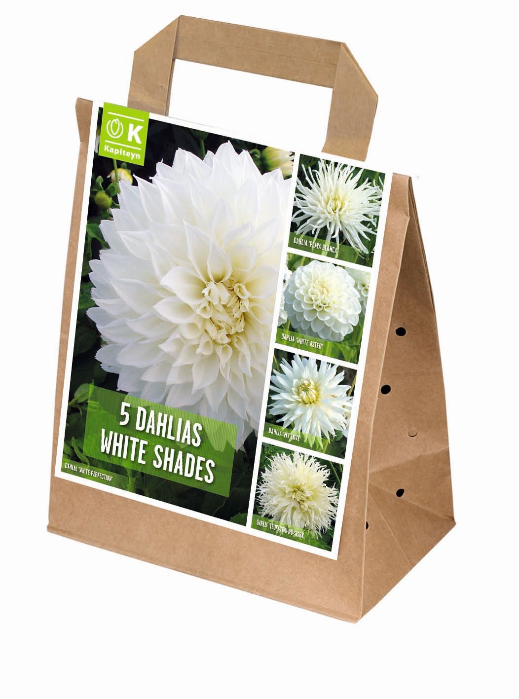 100 DAYS DAHLIA BLOOMS SHADES OF WHITE x 5