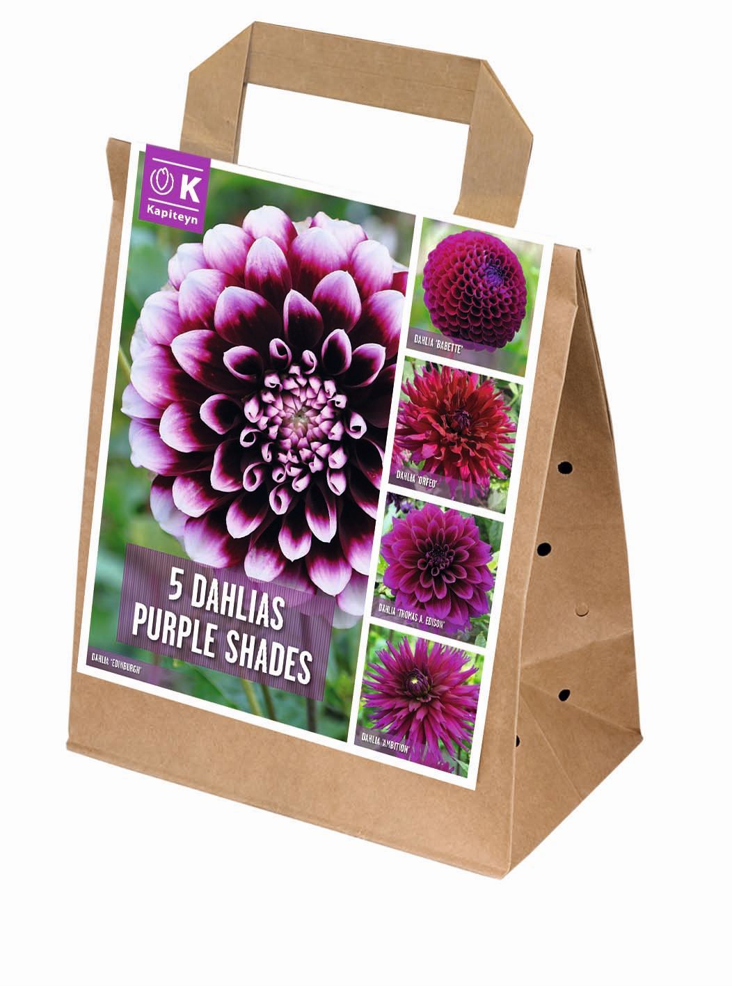 100 DAYS DAHLIA BLOOMS SHADES OF PURPLE x 5