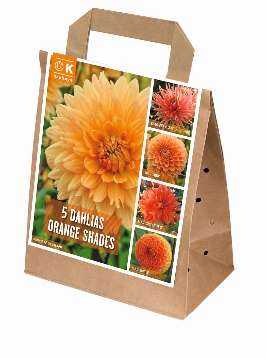 100 DAYS DAHLIA BLOOMS SHADES OF ORANGE x 5