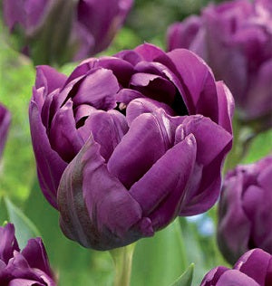 TULIP NEGRITA DOUBLE 6