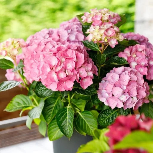 Hydrangea Macr. Pink - Shrubs - Windyridge Garden Centre