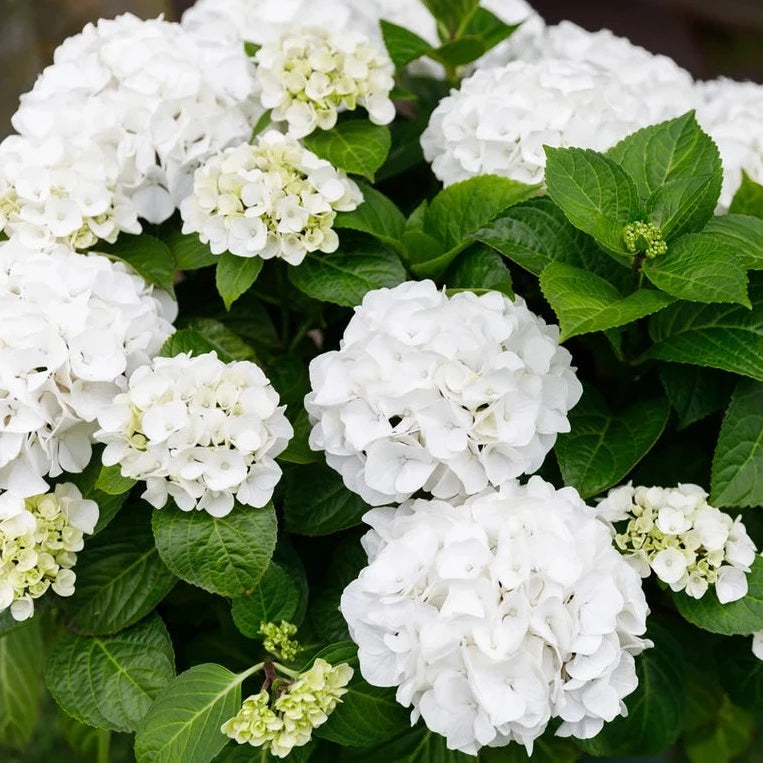 Hydrangea Macr. White - Shrubs - Windyridge Garden Centre