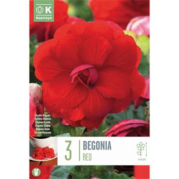 BEGONIA DOUBLE RED 3