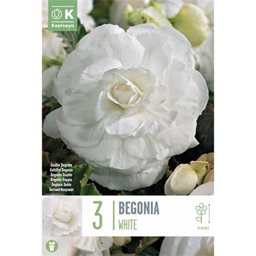 BEGONIA DOUBLE WHITE 3