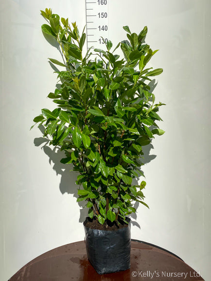 Prunus laur. 20ltr