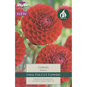 1 DAHLIA CORNEL I