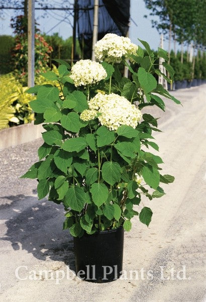 HYDRANGEA arb. Annabelle   5L