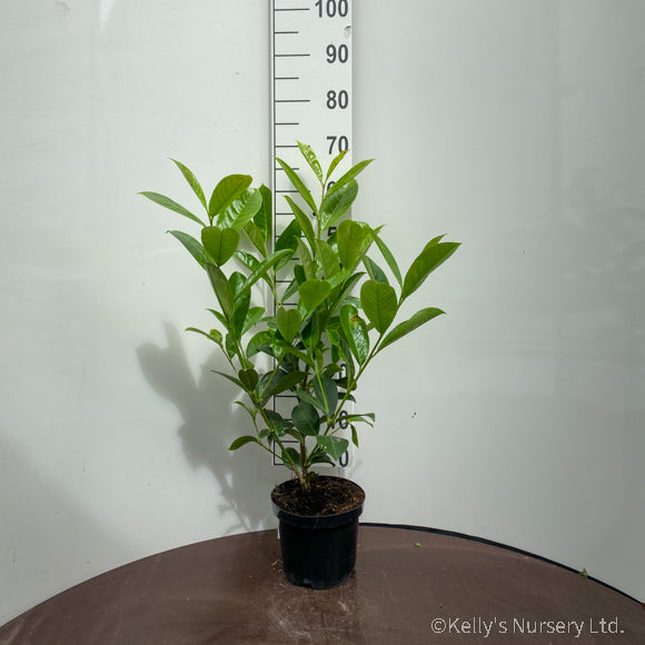 prunus laurocerasus rotundifolia 3litre