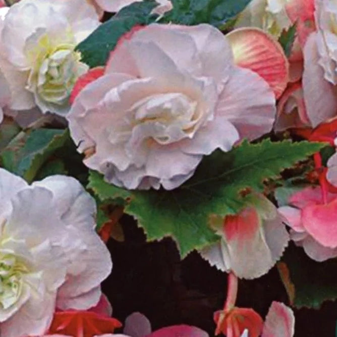 4 Begonia Odor Mothers Day 4-5 - Bulbs - Windyridge Garden Centre