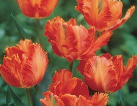 Tulip Flower Power 11-12 P/P - Bulbs - Windyridge Garden Centre