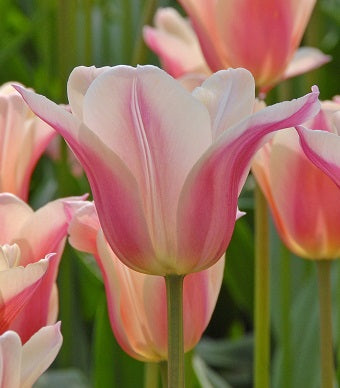 7 TULIP SANNE