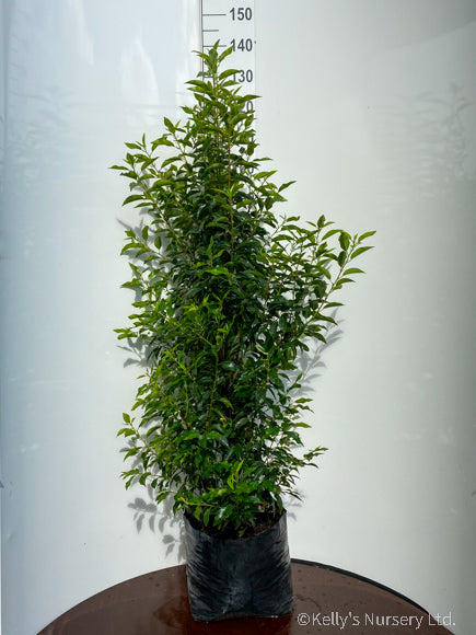 Prunus l. Angustifolia