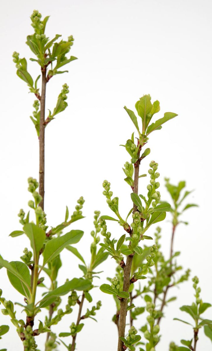 Exochorda rac. Magical Springtime