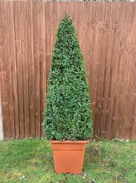 Buxus Semp. Eg Pyr 80 - 90Cm - Standard Trees And Topiary - Windyridge Garden Centre