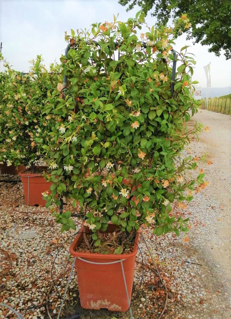 Rhyncospermum Jasminoides Vq  Lt. 25      Spalliera In Metallo 90 X 55 Cm -  - Windyridge Garden Centre