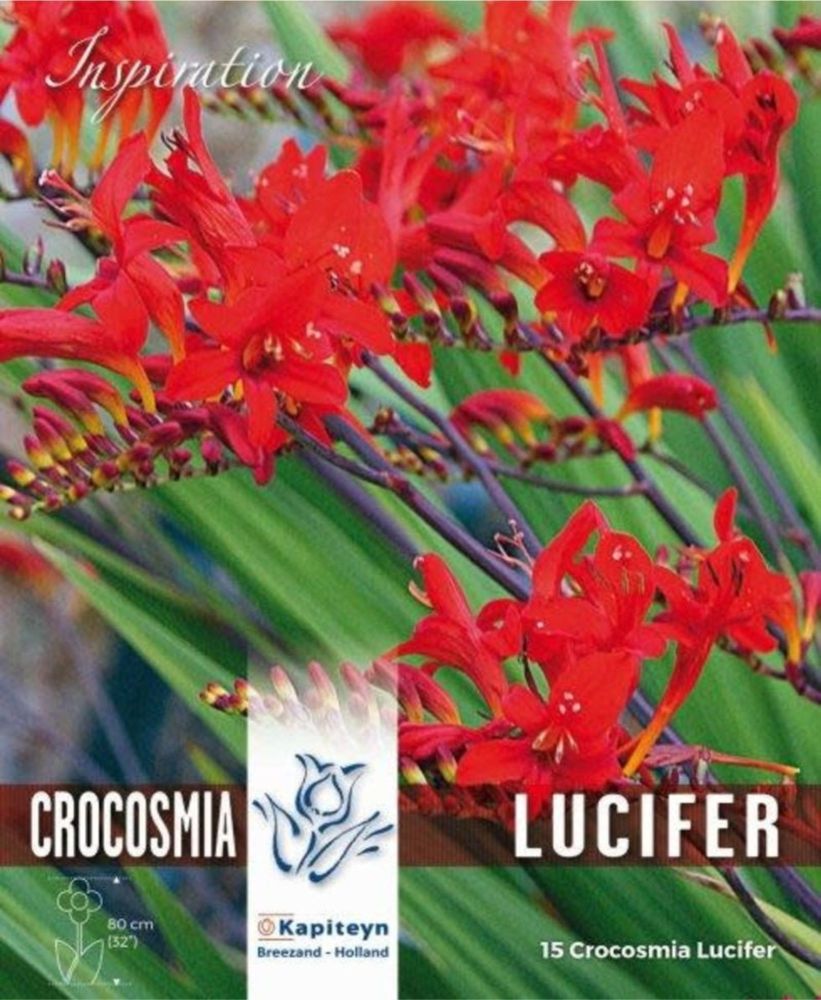 CROCOSMIA LUCIFER 15