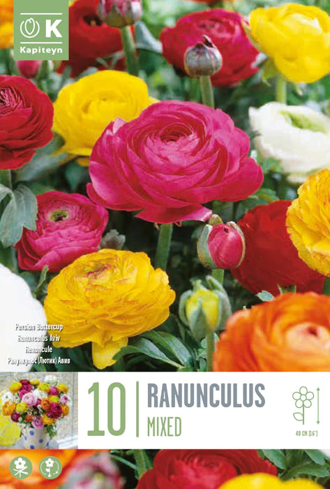 RANUNCULUS MIXED COLOURS X 10