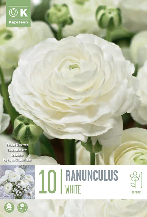 RANUNCULUS AVIV WHITE 10