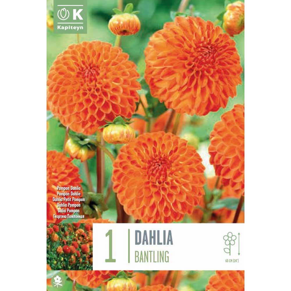 DAHLIA BANTLING x 1