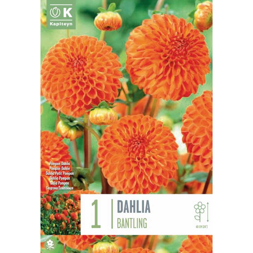 DAHLIA BANTLING