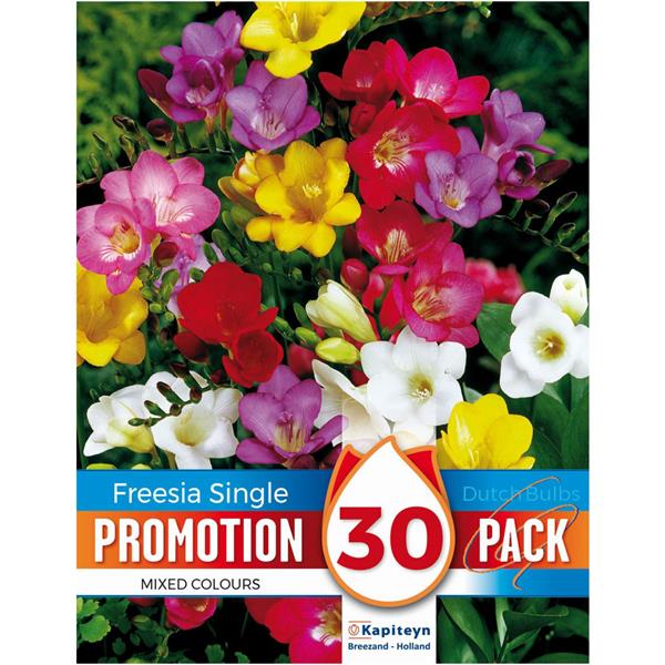 Promo Freesia Mixed Colours - Bulbs - Windyridge Garden Centre