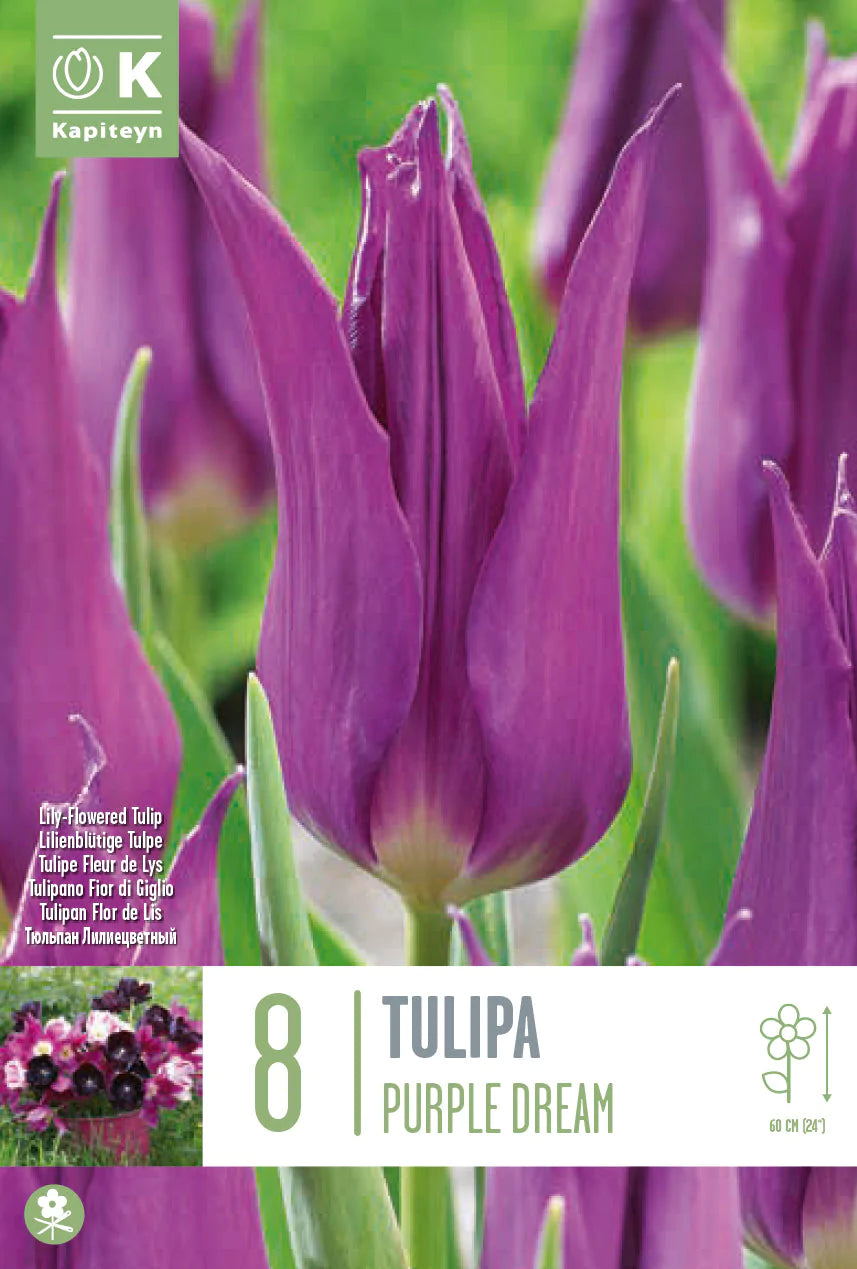 TULIPA PURPLE DREAM 8 Bulbs