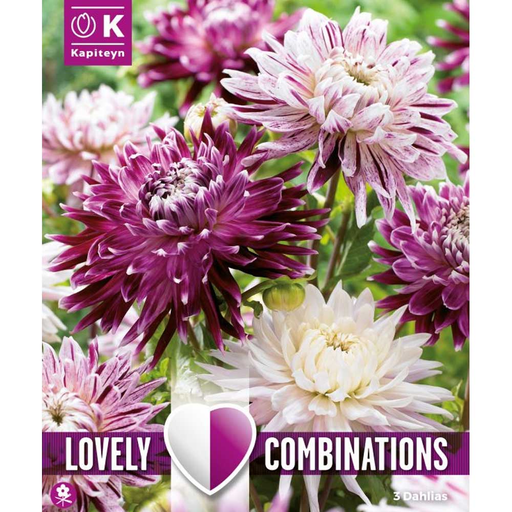 COMBI DAHLIA VIOLET & PINK 3