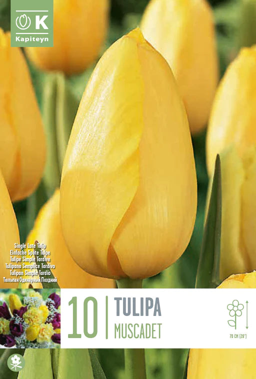 TULIPA MUSCADET 10 Bulbs