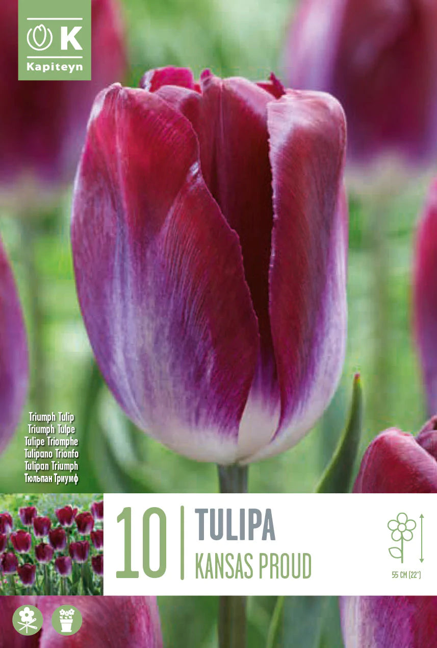 TULIPA KANSAS PROUD 10 Bulbs