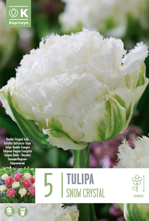 PREM TULIP DOUBLE FRINGED SNOW CRYSTAL X 5