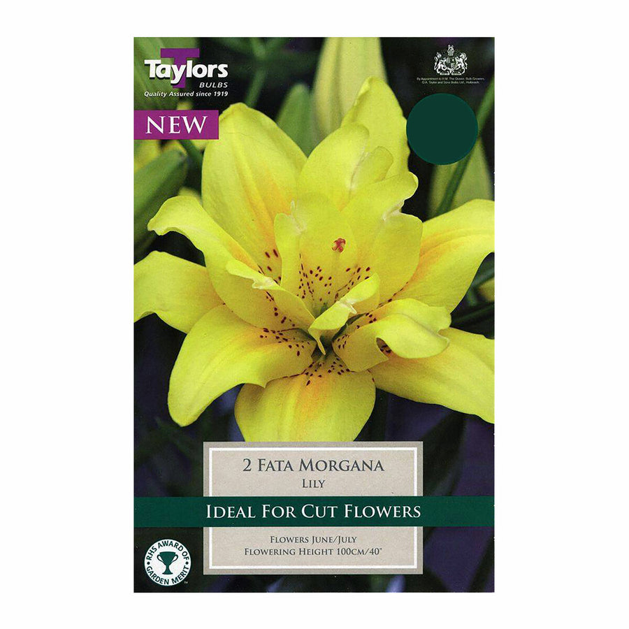 fata morgana asiatic lily Buy 2 Lily Fata Morgana 14-16 Online