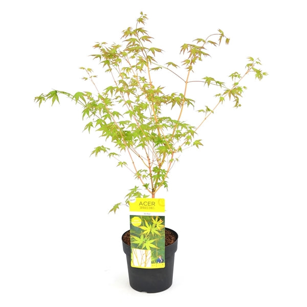 Acer-pal.-Bihoo-Potted-1