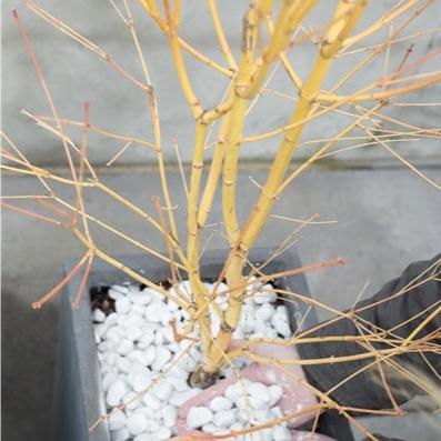 Acer palm. Bi hoo - Trees - Windyridge Garden Centre