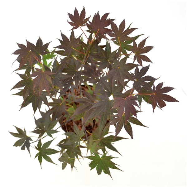Acer palm Bloodgood