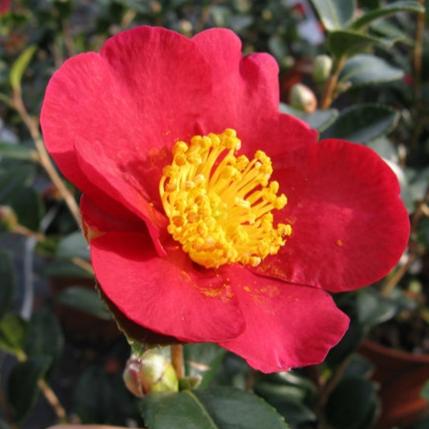 Camellia Sas. Yuletide - Shrubs - Windyridge Garden Centre
