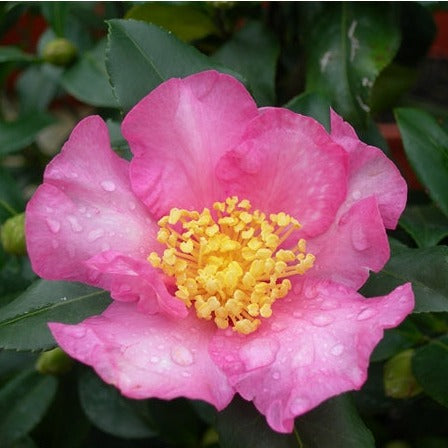 Camellia Sas. Pink - Shrubs - Windyridge Garden Centre
